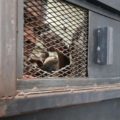 Schiavo in Libia: protezione umanitaria a cittadino del Togo libia1